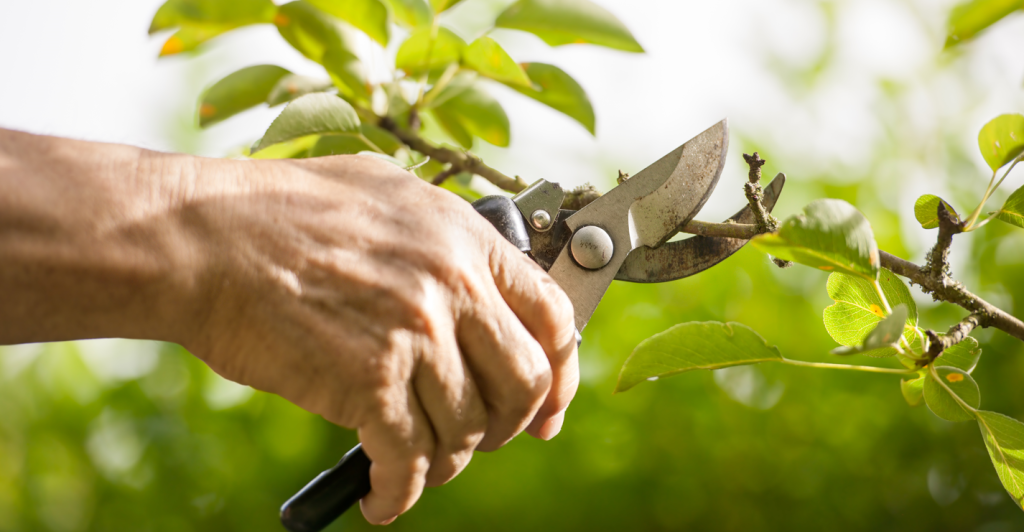 Pruning for growth